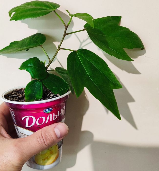 Продам махровий гібіскус Koenig