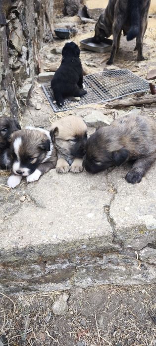 Cães para adoção