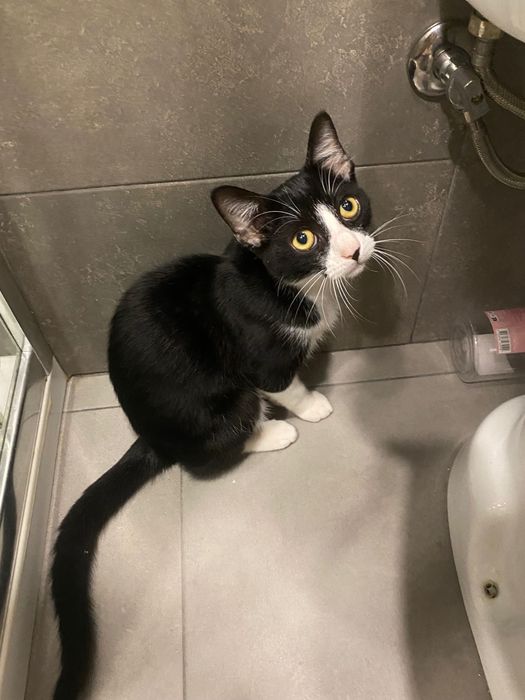 Doação Filhote de Gatinho