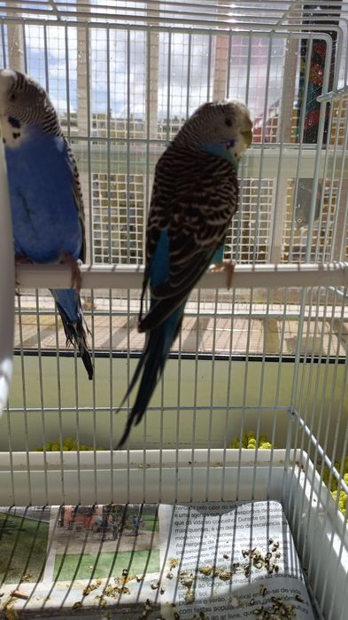 Piriquito criar a mão