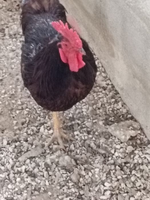 Galo Rhode Island Red