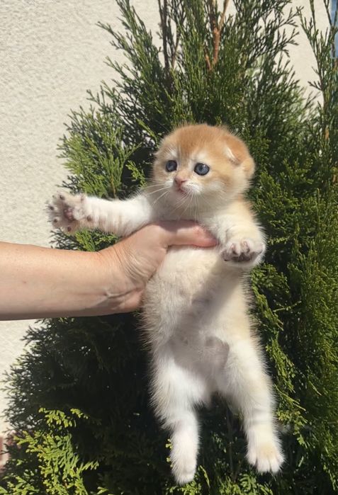 Гарнюнє кошенятко дівчинка 1,5 міс. Scottish fold