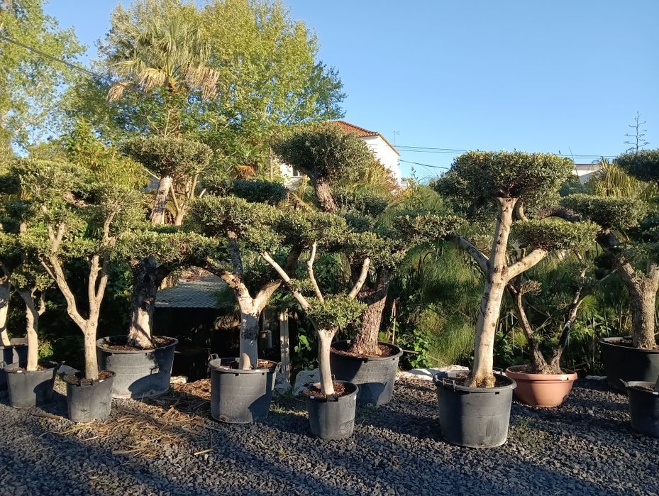 Oliveira poda Bonsai