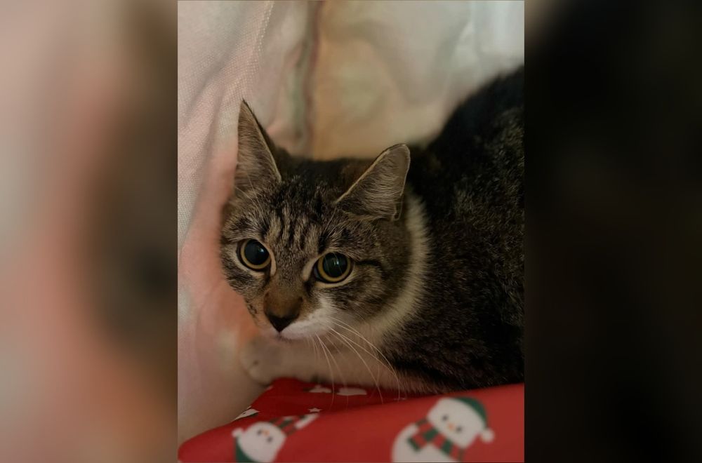 Kochana Julcia szuka domu na stałe!