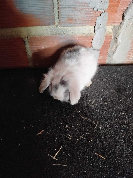 Coelhos raça mini lop bellier