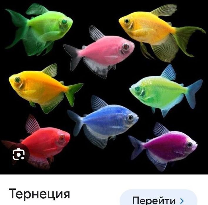 Продам аквариумных рыбок