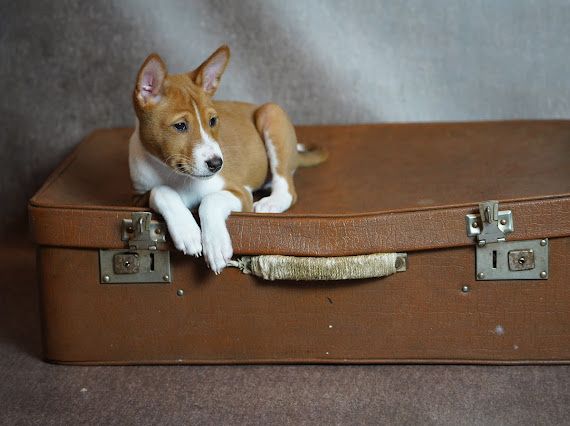 Szczenię basenji ze Szczcina