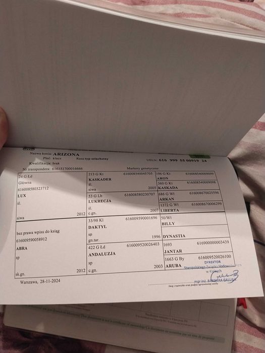 2 letnia klacz SP