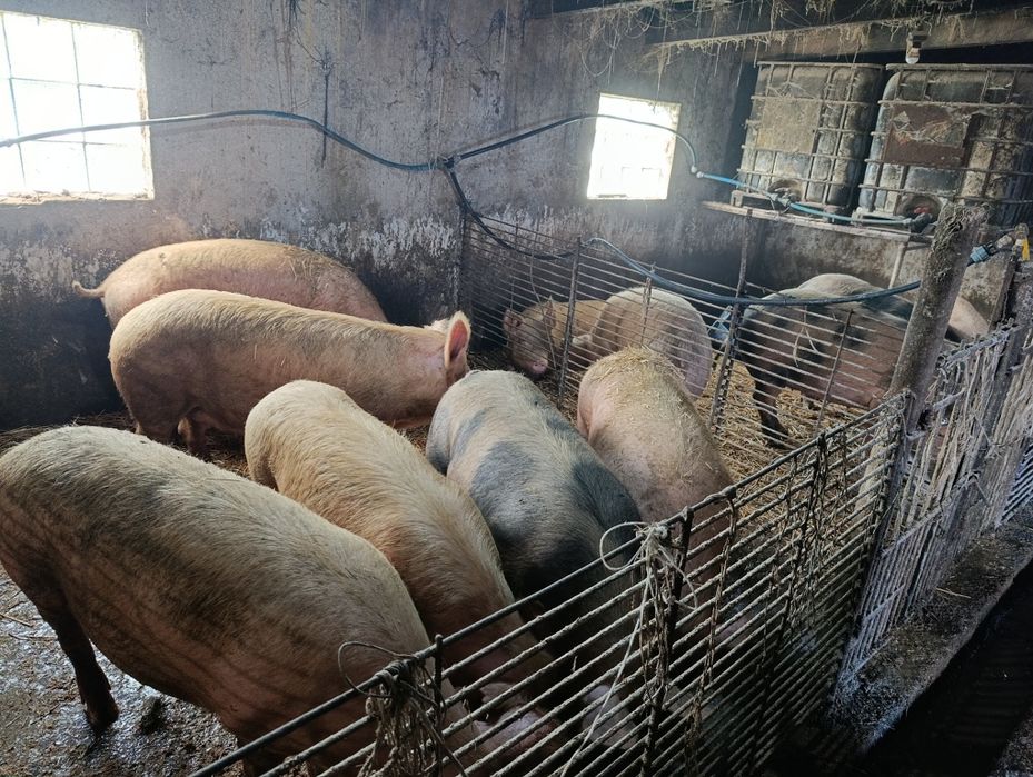 Продам поросята живою вагою