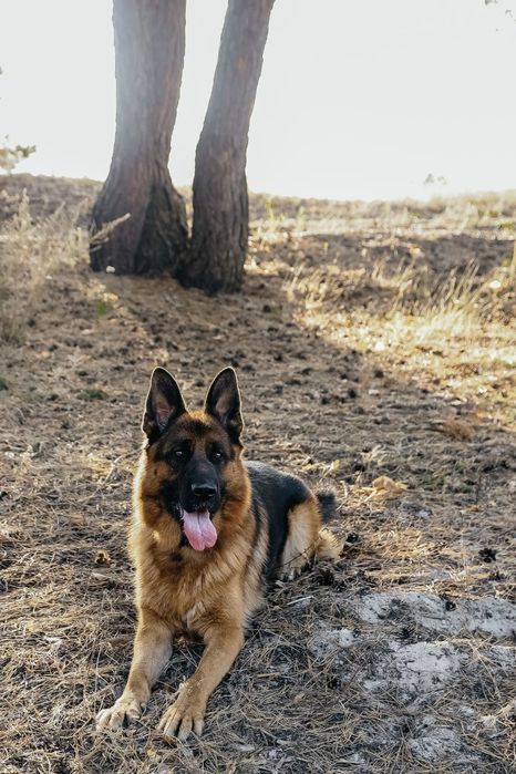 Вязка немецкой овчарки