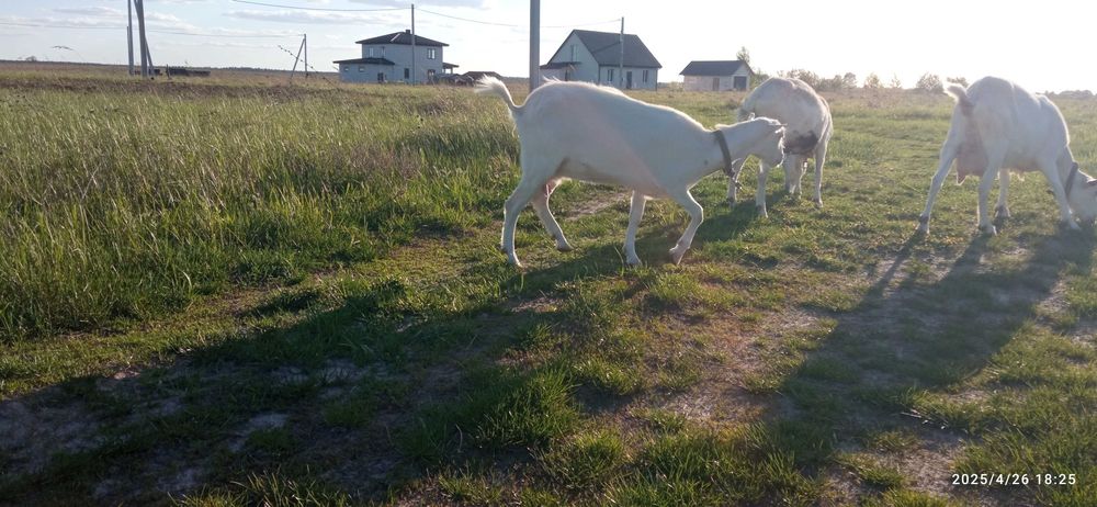 Коза, кізка, дійна зааноламанча.