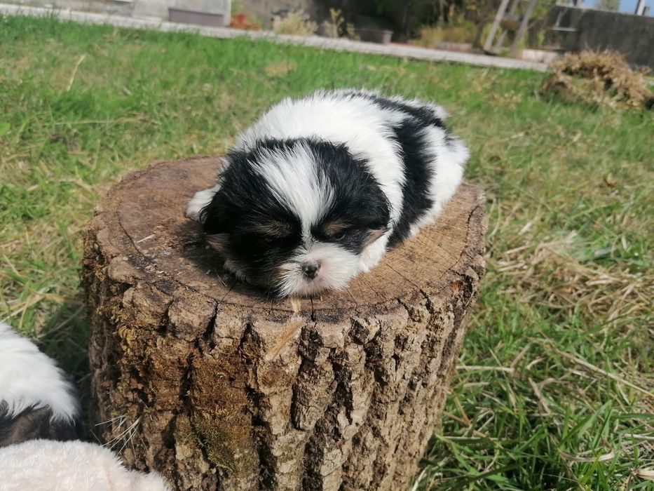Cachorrinha shih-tzu
