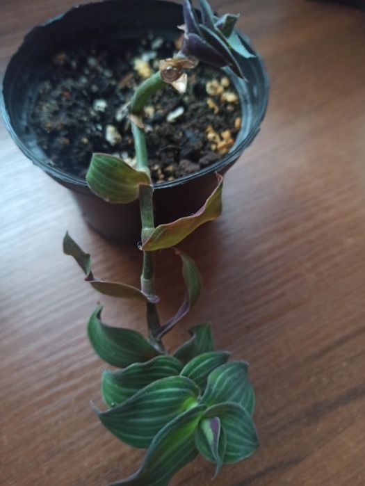 Trzykrotki różne odmiany rosnące i ciete