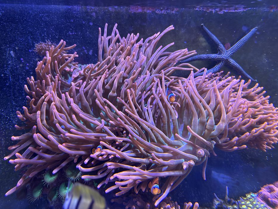 Sprzedam ukwiały entacmaea quadricolor