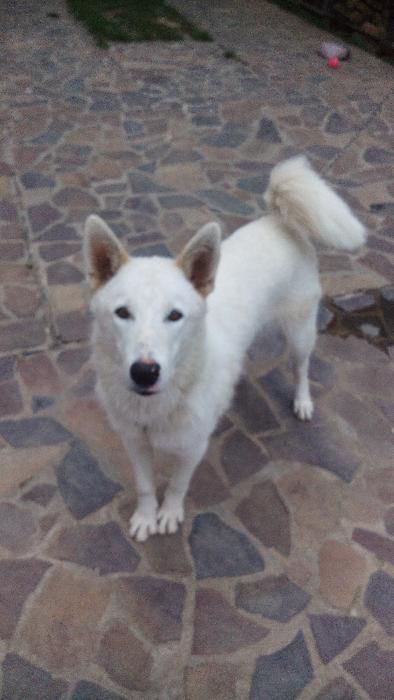 Вязка Західно-сибірська лайка кобель