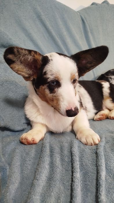 Welsh Corgi Cardigan FCI suczka Blue Merle