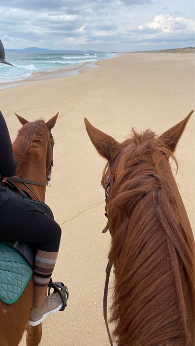 Cavalo Puro Lusitano