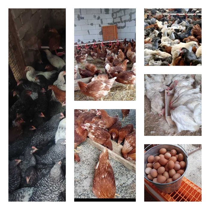 Продам кури несушки! Доставка безкоштовна. Куп'янськ!