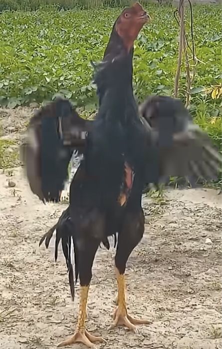 Куры и петухи Бойцовские О Шамо