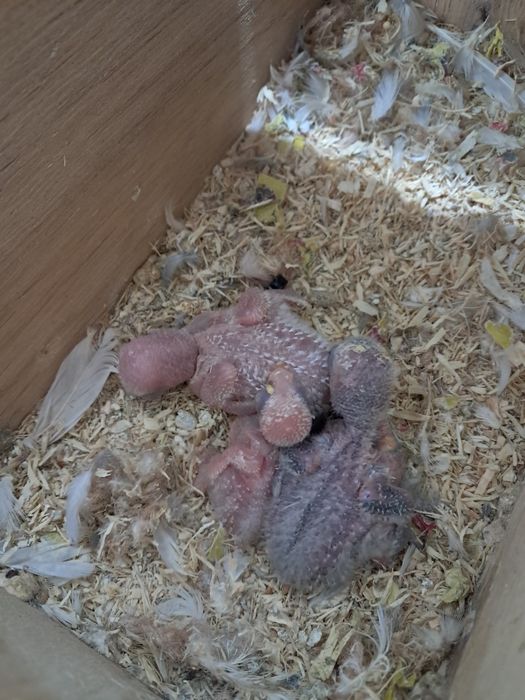 Agapornis roseicollis para criar á mão