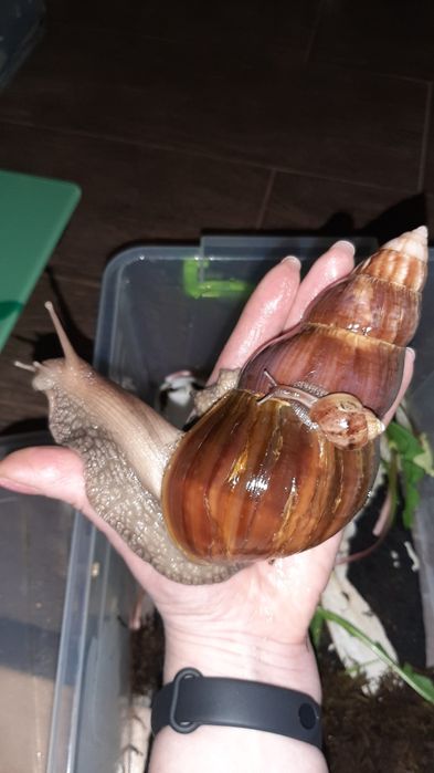 Равлики.Ахатин.ретики