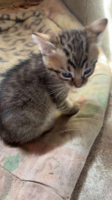 Oddam Kotki za darmo