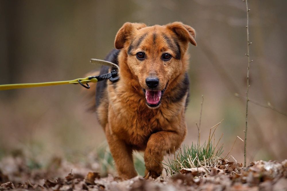 Ozi, maly spokojny piesek do adopcji