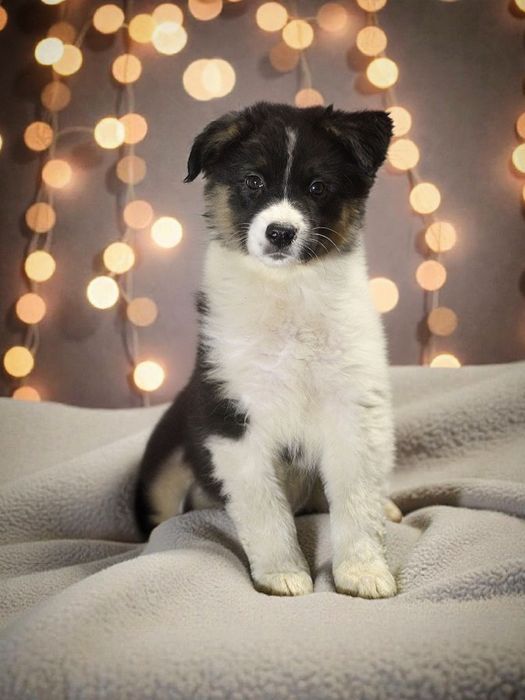 Owczarek australijski suczka black tricolor