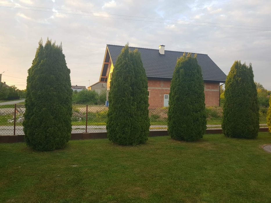 Oddam tuje 15 sztuk