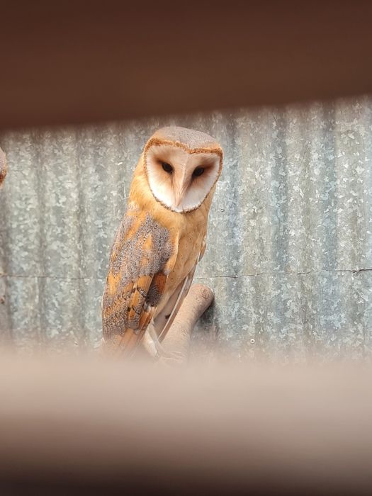 Aves disponíveis 2026