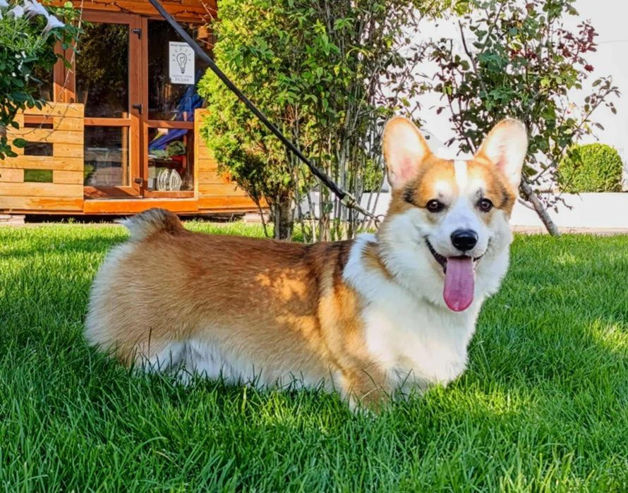 Цуценята вельш корги пемброк