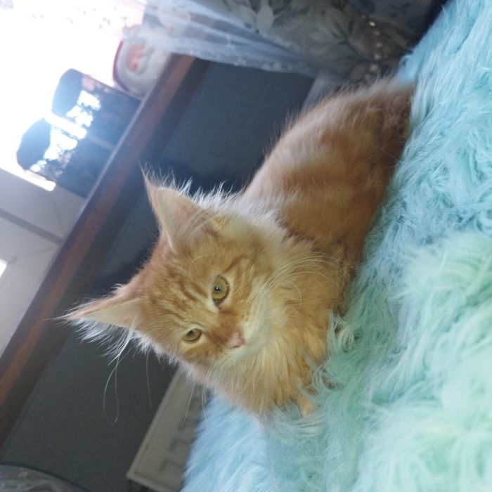 Kocurek Maine Coon