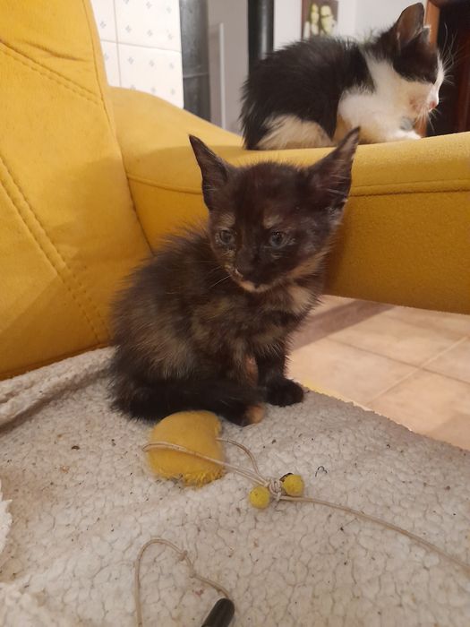 Dou gatinho para adopção