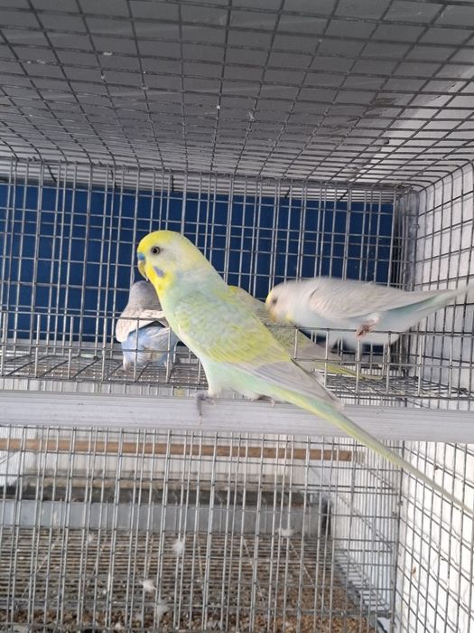 Tenho algumas aves disponíveis