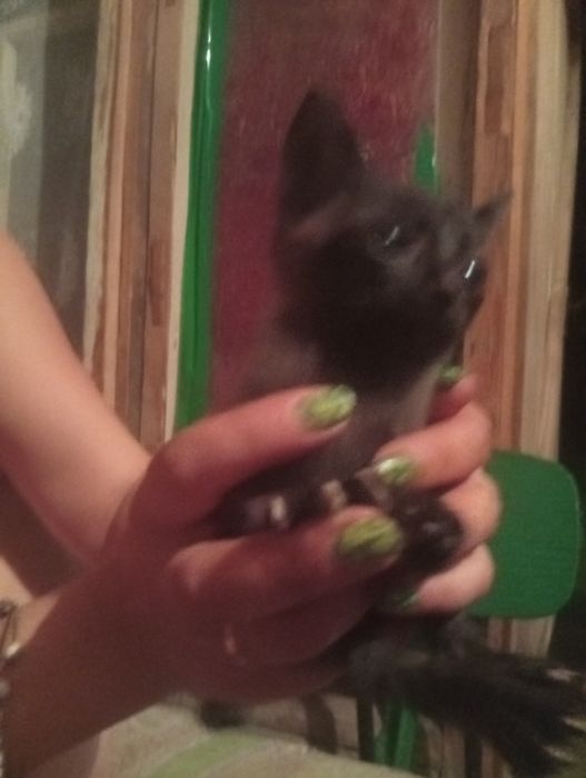 Отдам котят бесплатно