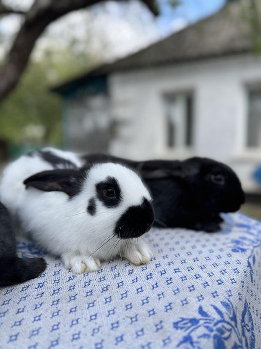 Німецький строкач