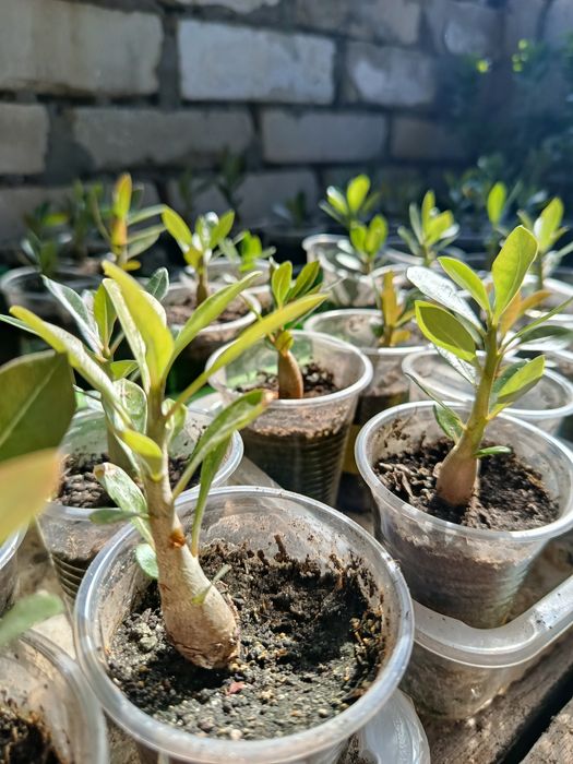 Аденіум, з насіння, 5-7см в стаканах 250 грам