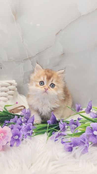 Шотландське кошеня золота шиншила