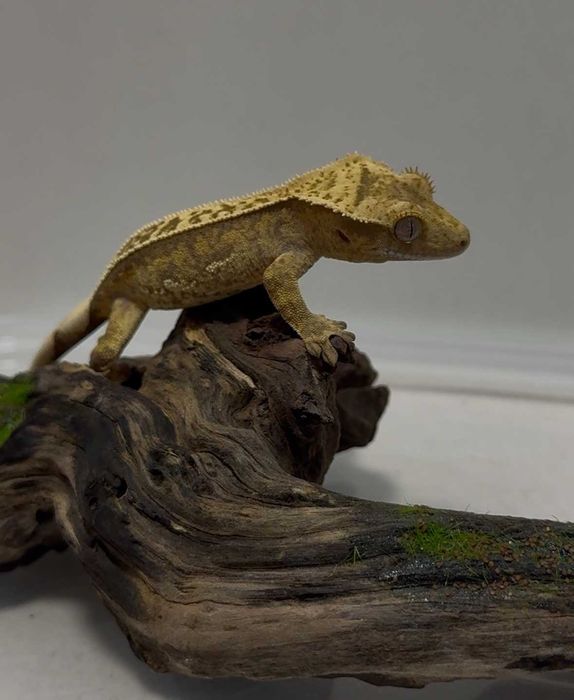 Gekon orzęsiony GRUBY KOCUR sklep zoologiczny Galeria Trend