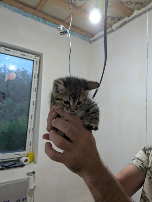 Віддам котят в гарні руки