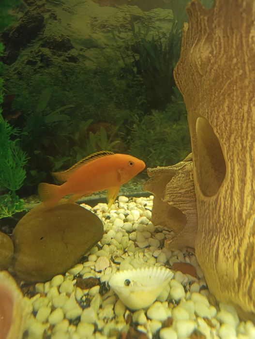 Рибки в акваріум
