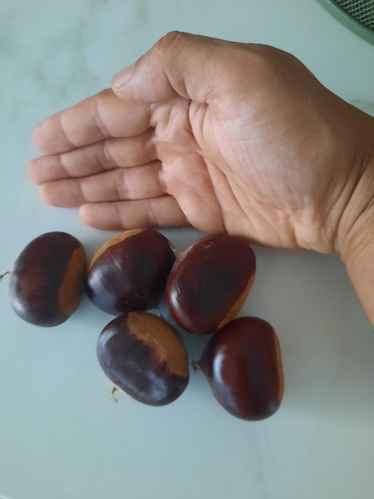 Castanha biológica