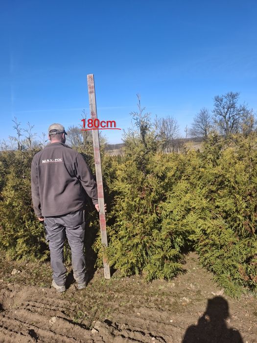 Tuja thuja Brabant 180cm  szmaragd 120cm