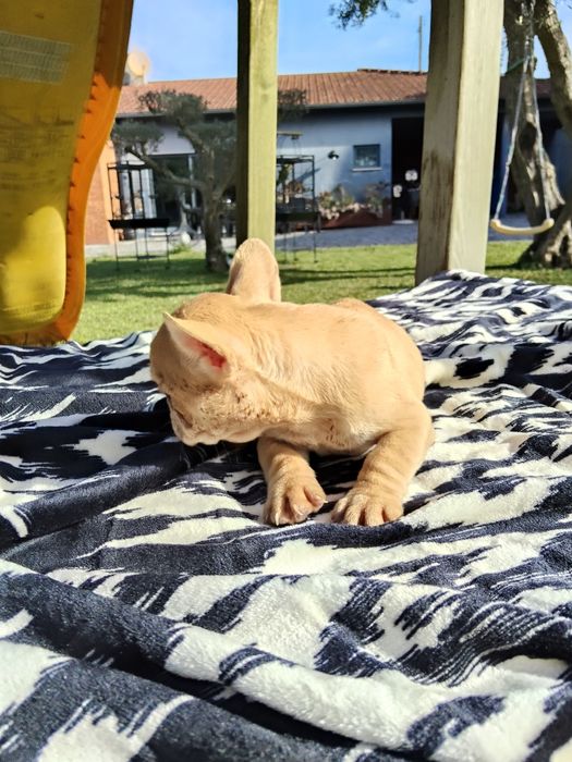 Bulldog Francês Lilac Fawn