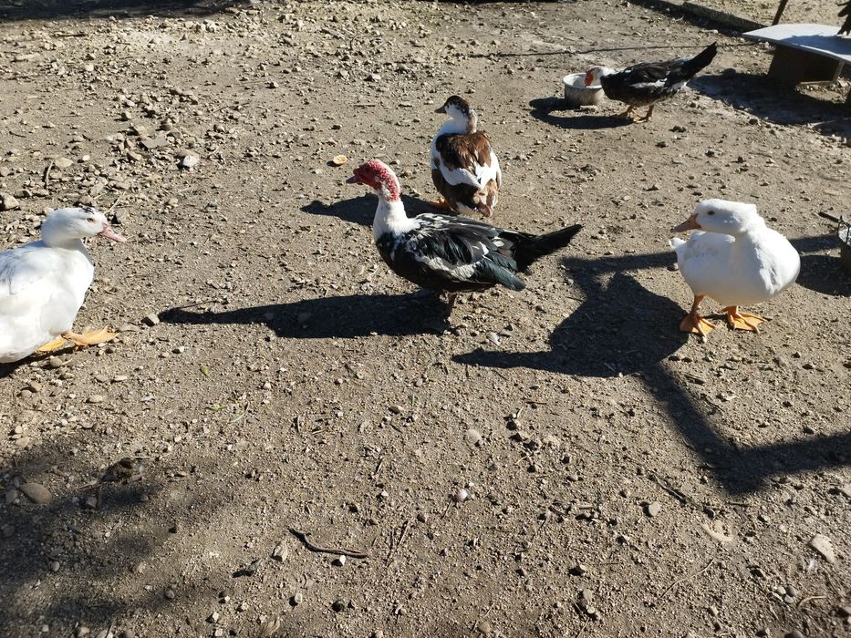 Vendo patos mudos