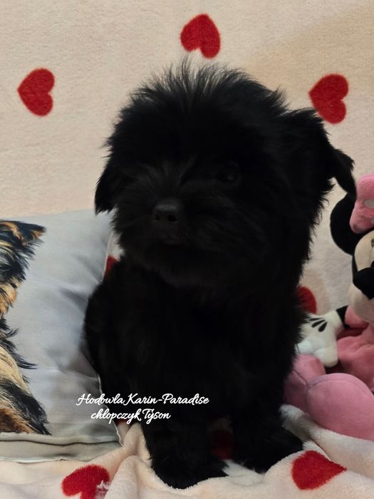 Yorkshire terrier black piesek york
