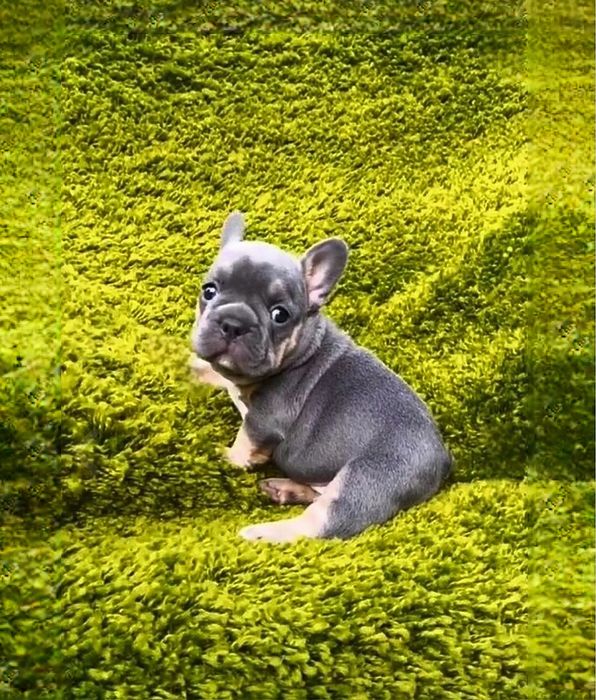 VIP.  Lilac Tan is a gorgeous puppy!