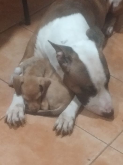 Animais para adopção