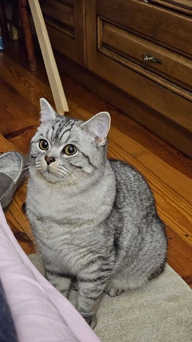 Шотландський котик