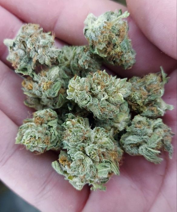 1kg Biomasa CBD Amnesia Special GH susz techniczny